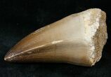 XL Mosasaur (Prognathodon) Tooth #13579-2